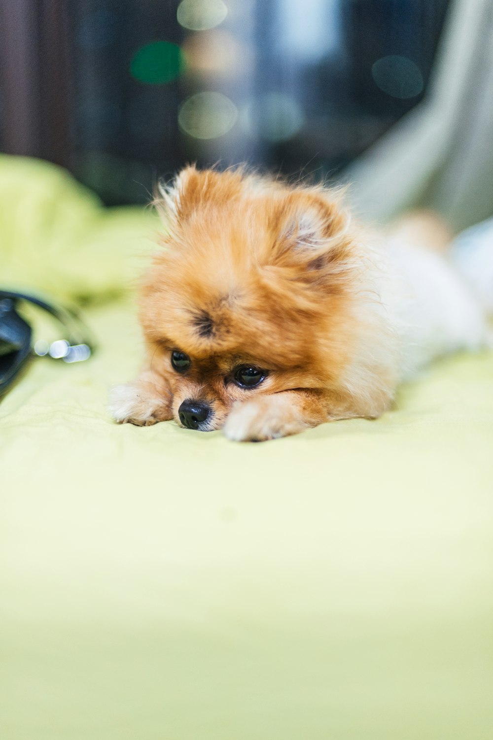 brown puppy on green textile