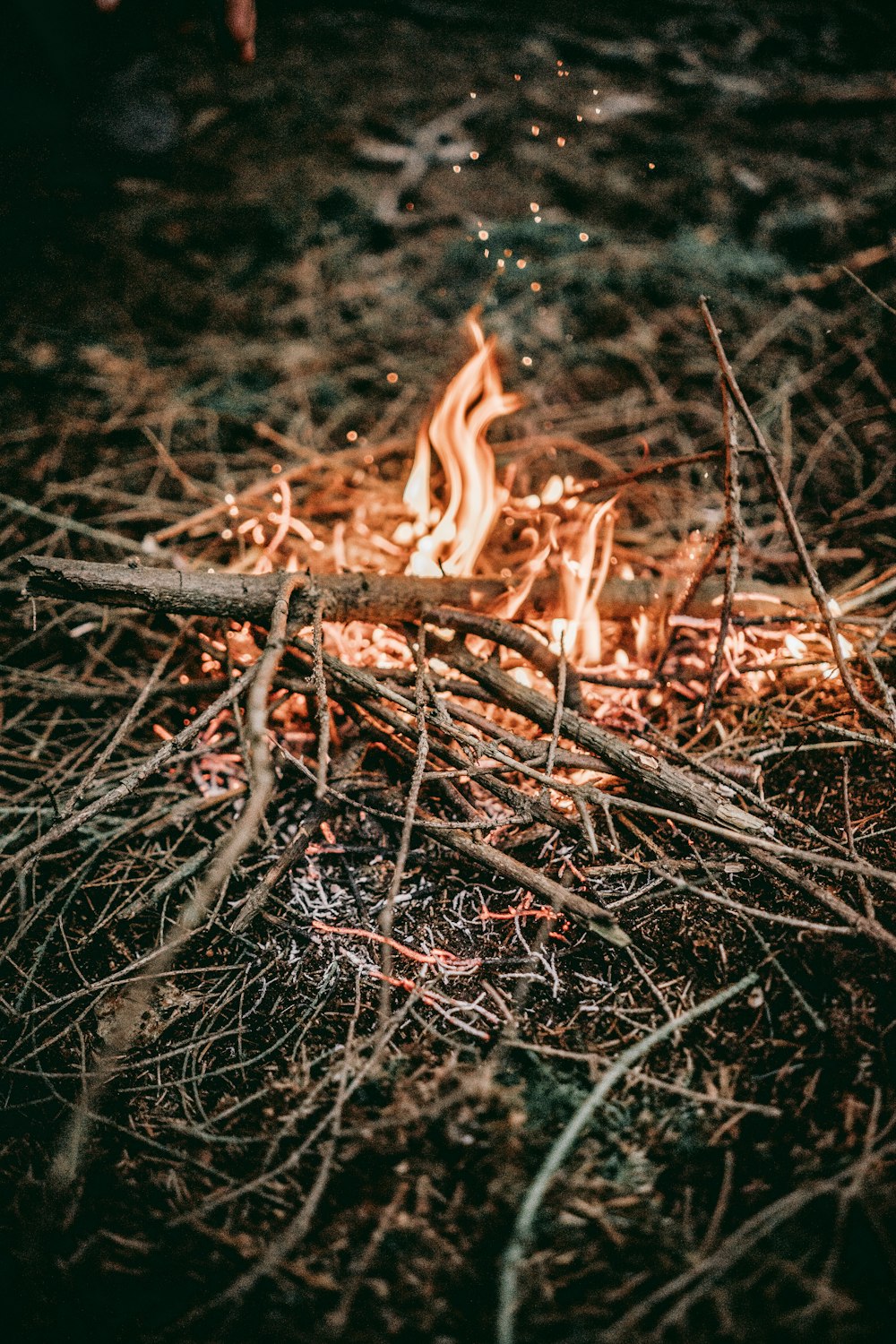 燃える小枝の写真