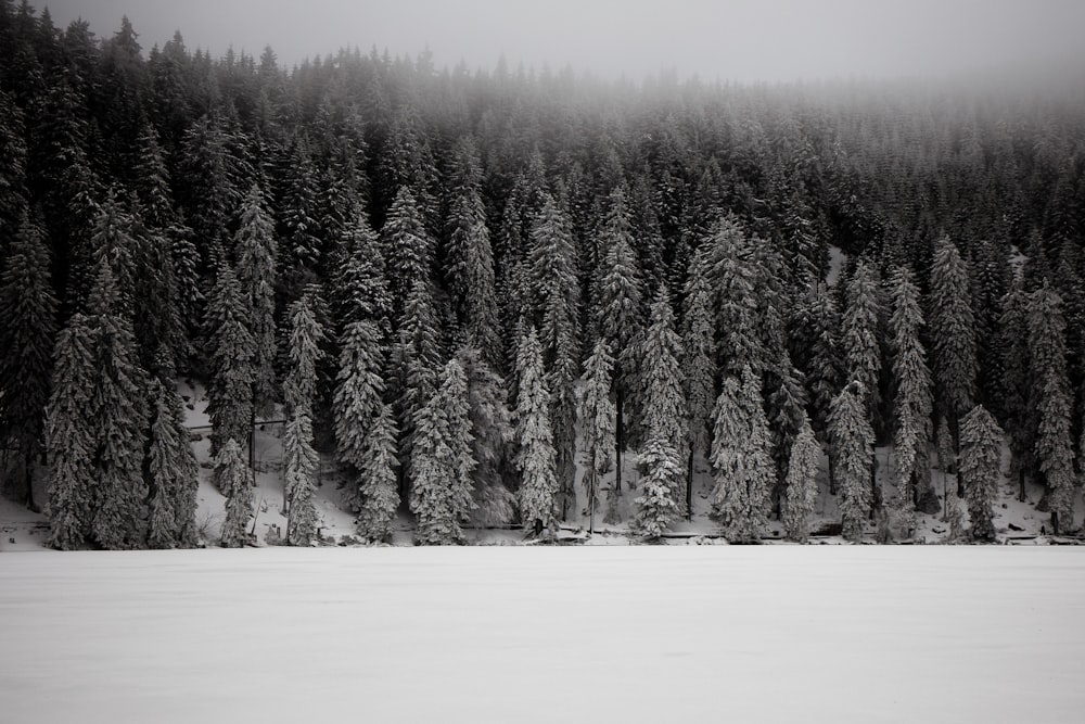 Graustufenfoto von schneebedeckten Kiefern