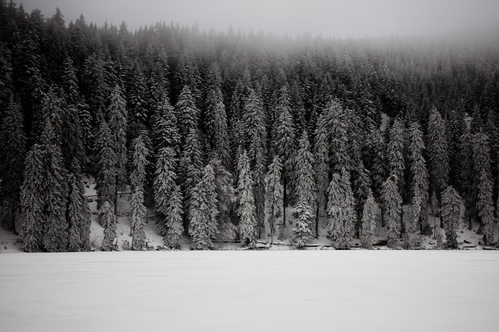 grayscale photo of snow covered pine trees