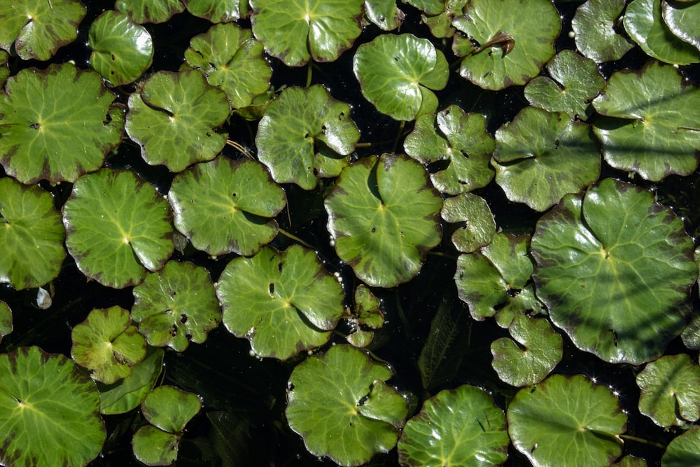 aerial photography of lily pods floating on calm water