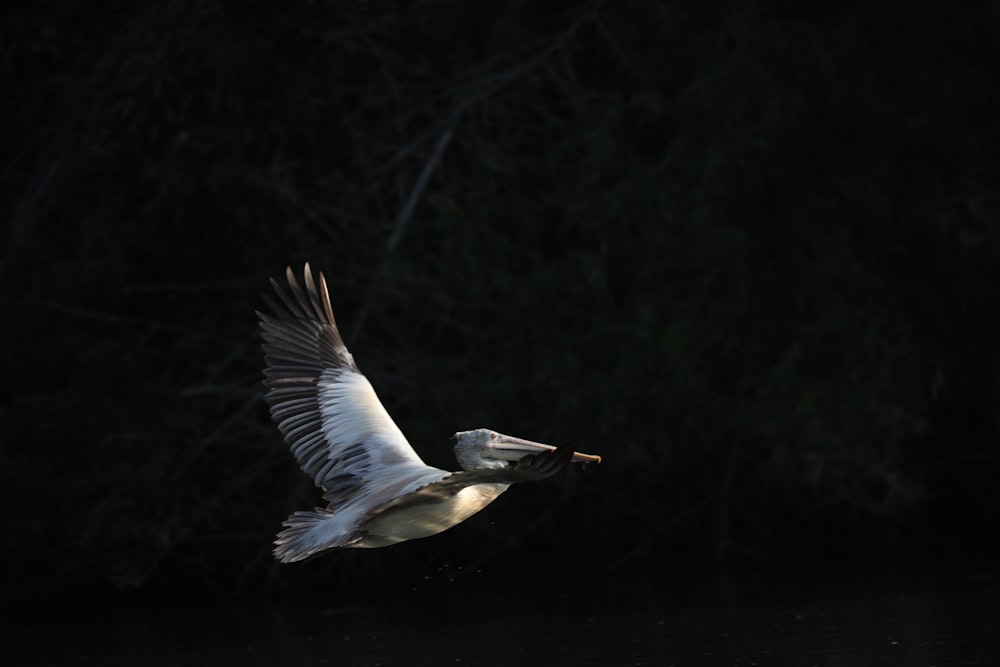 white bird flying in mid air