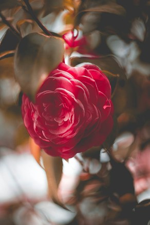 A vibrant pink rose is prominently featured, surrounded by soft-focus leaves that create a dreamy, blurred background. The soft lighting enhances the petals' texture.