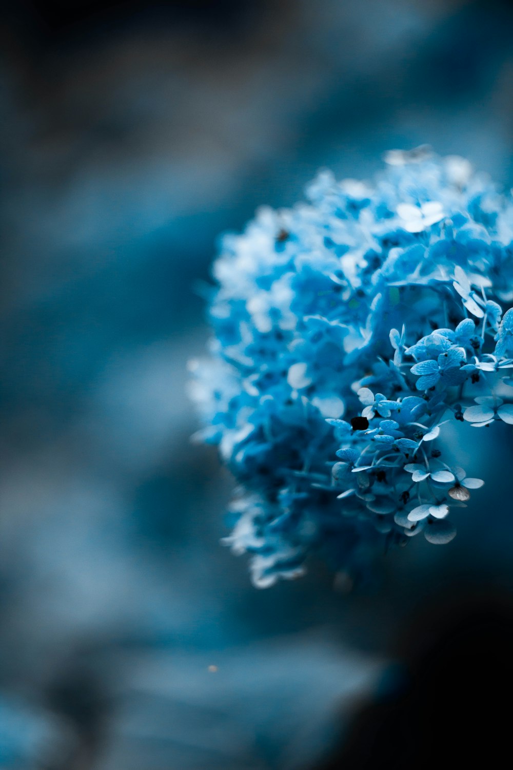 macro shot photo of blue flowers