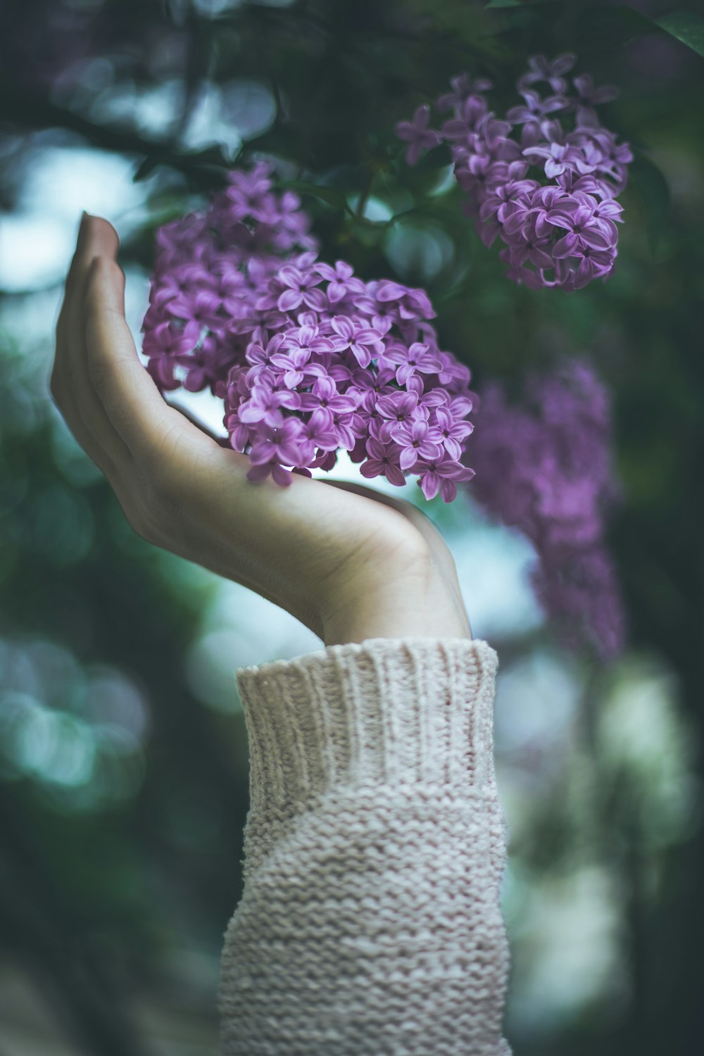 person holding purple flowers