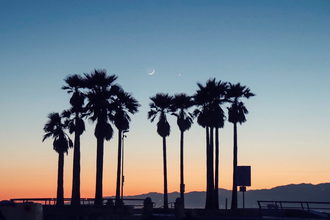 silhouette photo of palm trees during golden hour, It was a windy night and I was freezing. I couldn’t feel my hands whe