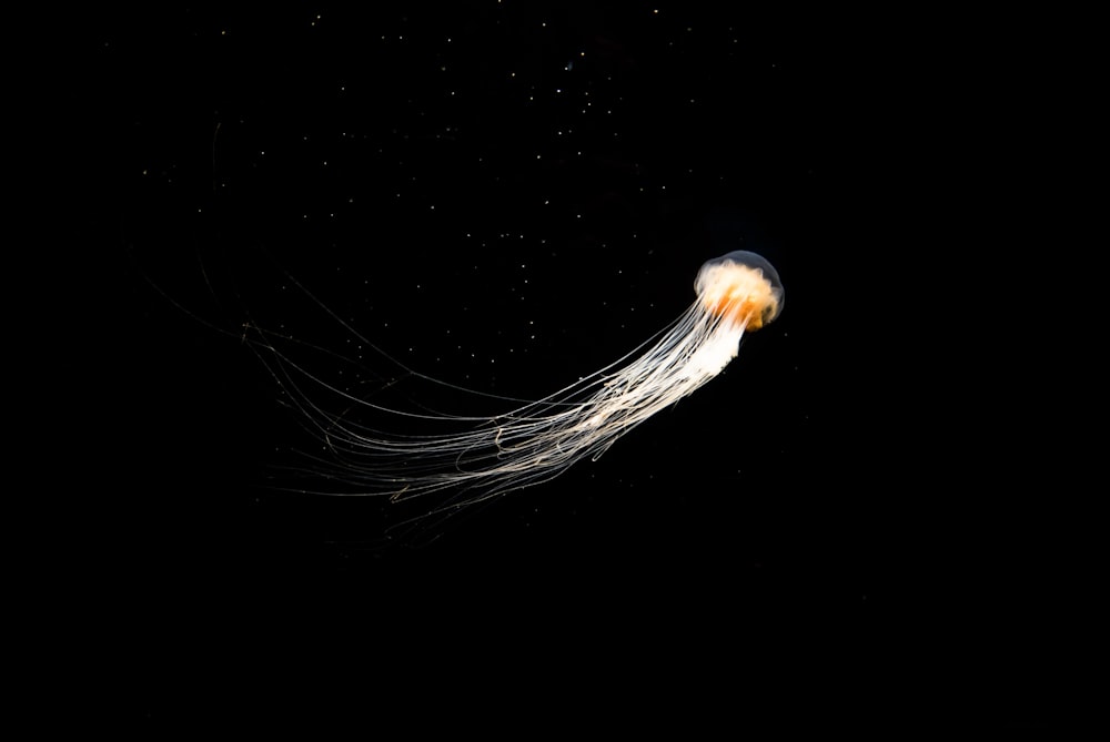 Fondo de pantalla digital de medusas amarillas y blancas