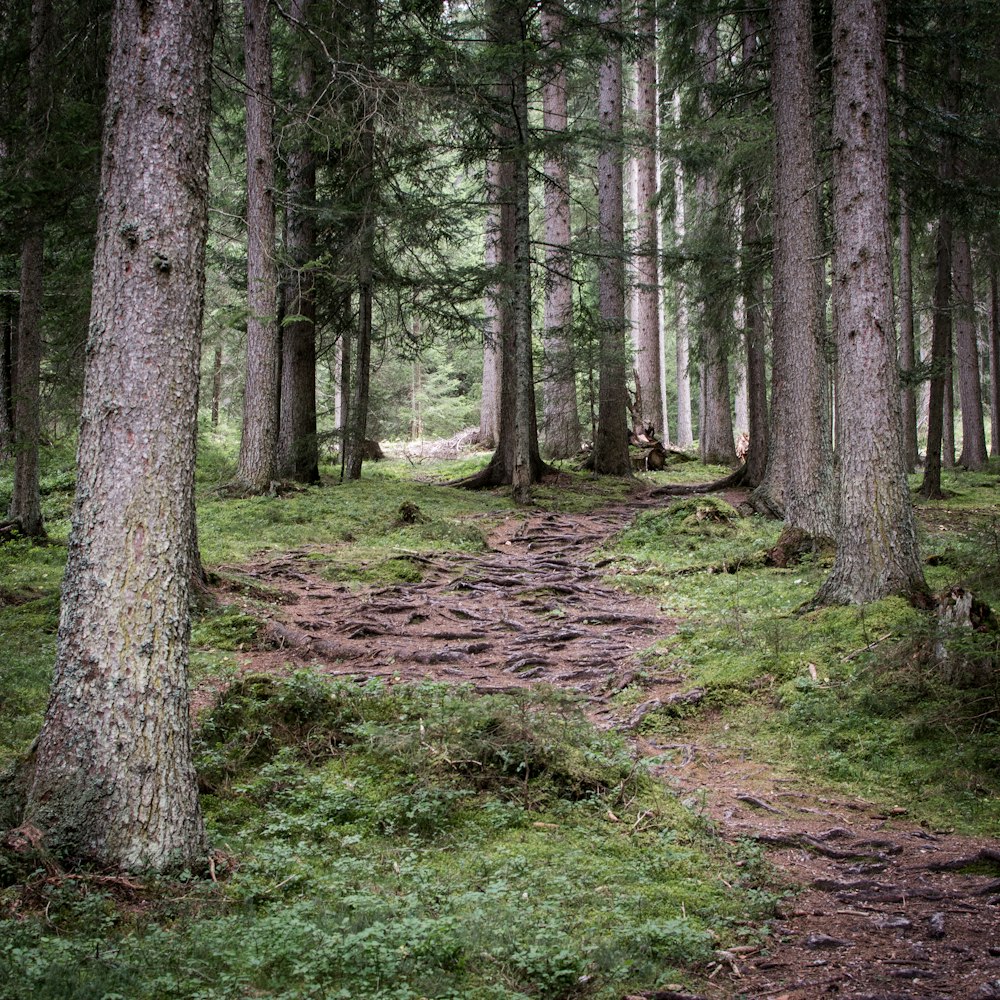 a path in the middle of a forest with lots of trees