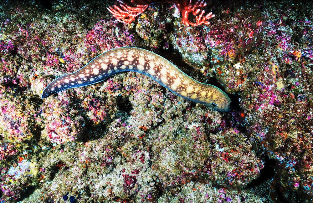 Criaturas marinas multicolores en corales