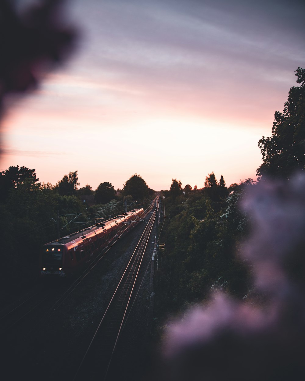 red train between green trees at golden hour