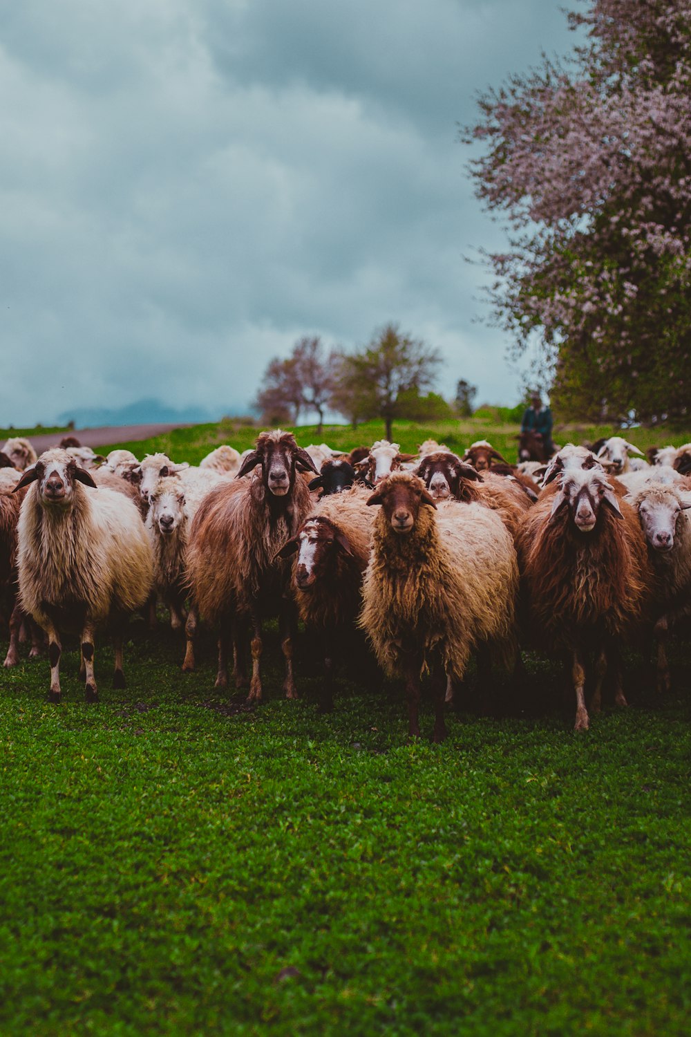 troupeau de moutons