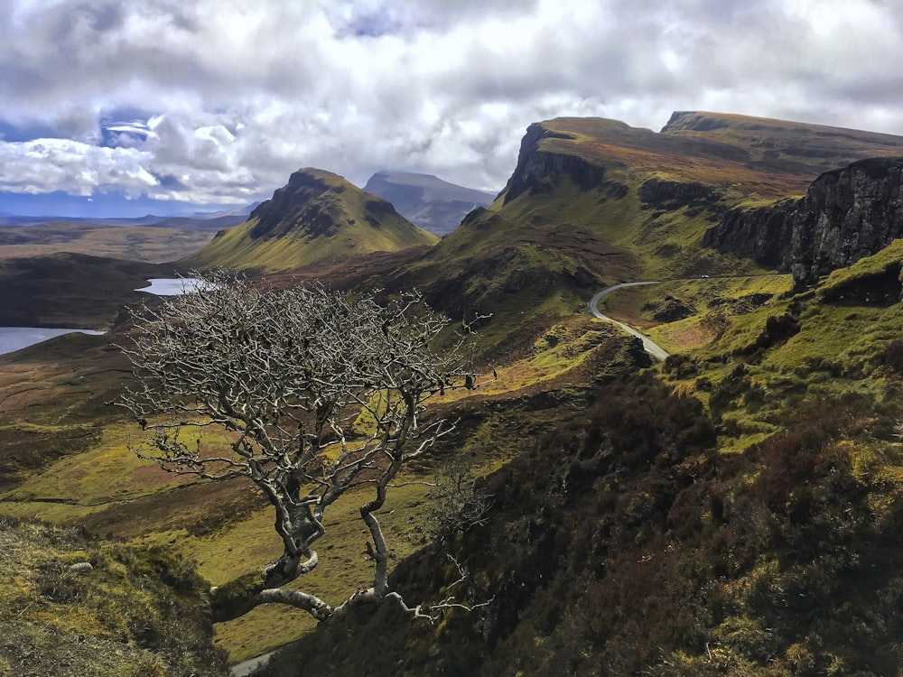 gray bare tree on mountain under cloudy sky