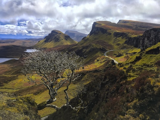 gray bare tree on mountain under cloudy sky in Skye United Kingdom