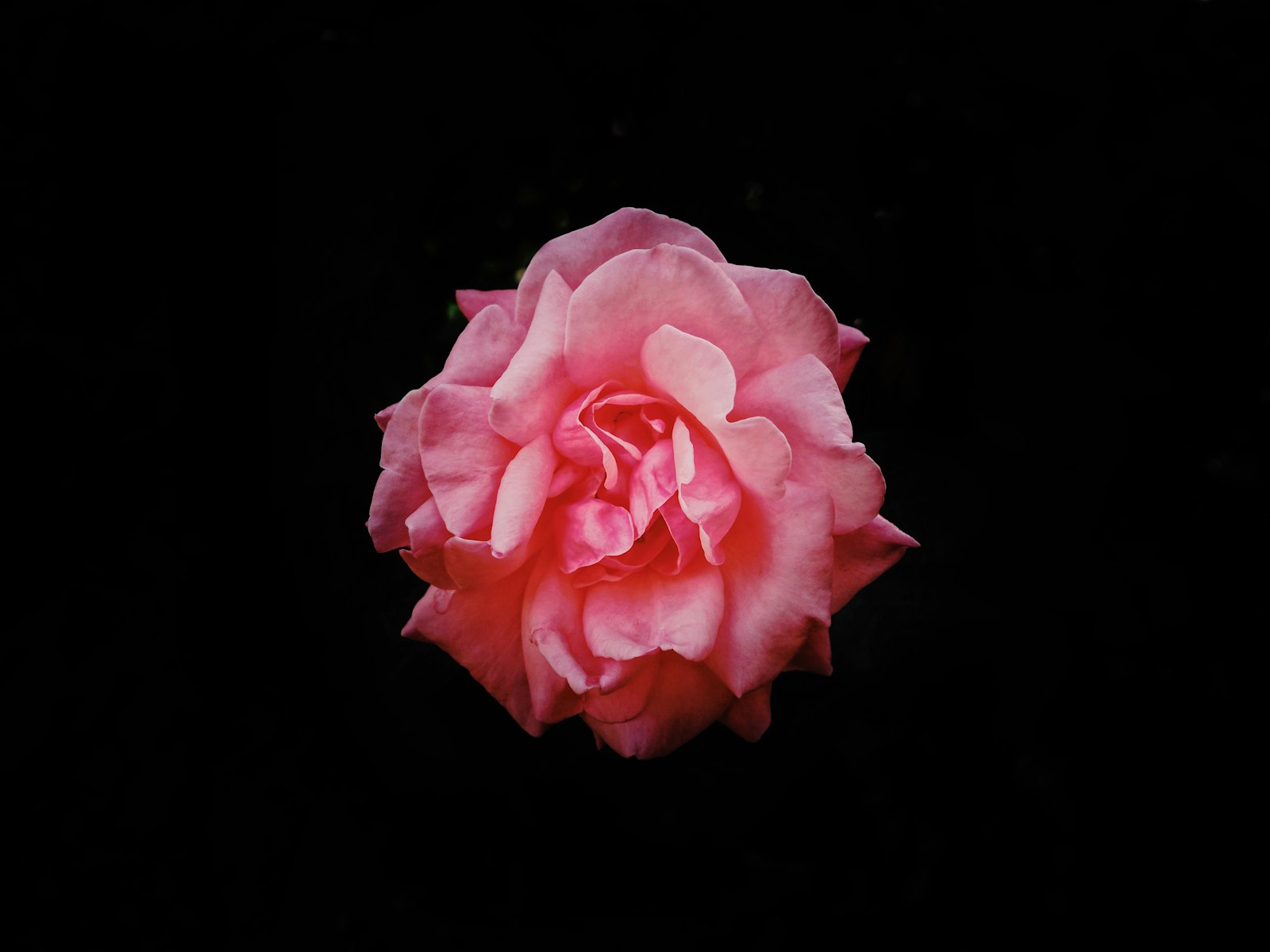 Olympus PEN-F + Olympus M.Zuiko Digital 17mm F1.8 sample photo. Pink flower photography