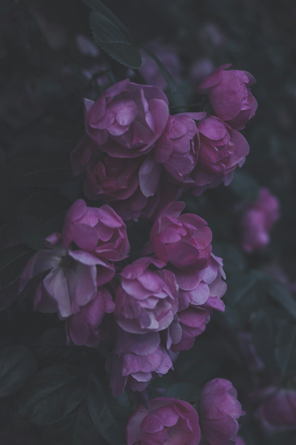 selective focus photography of pink flowers