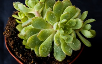 A close-up view of a succulent plant with thick, fleshy green leaves. The leaves are covered in small water droplets, adding a fresh and vibrant look. The plant is potted in dark, rich soil, and the background is a dark color, highlighting the plant's vivid greenery.