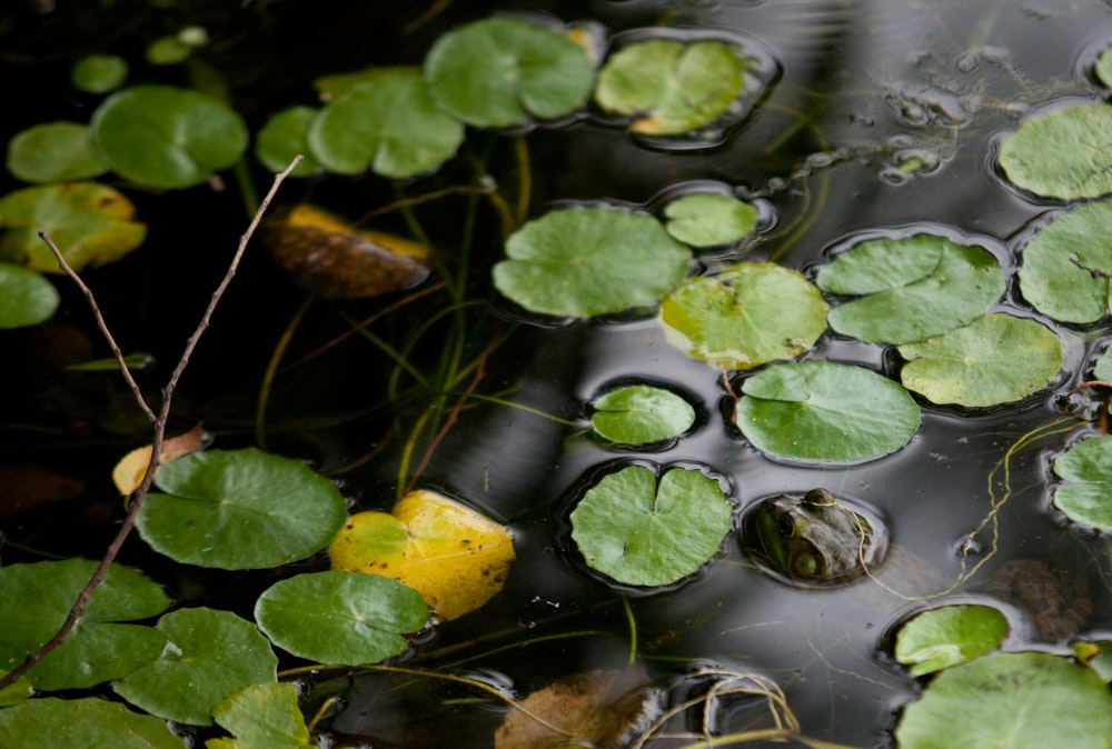 green leaves on body of water