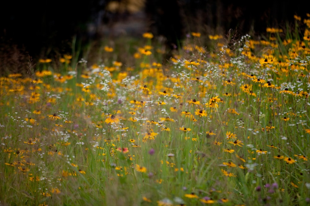 campo de flores amarillas durante el día