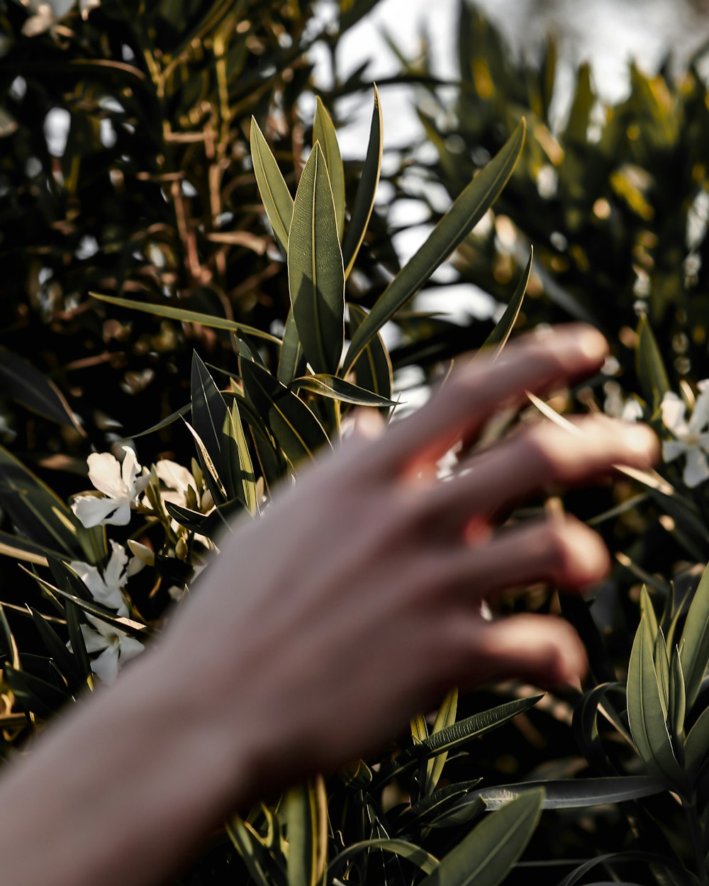 person touching white flowers