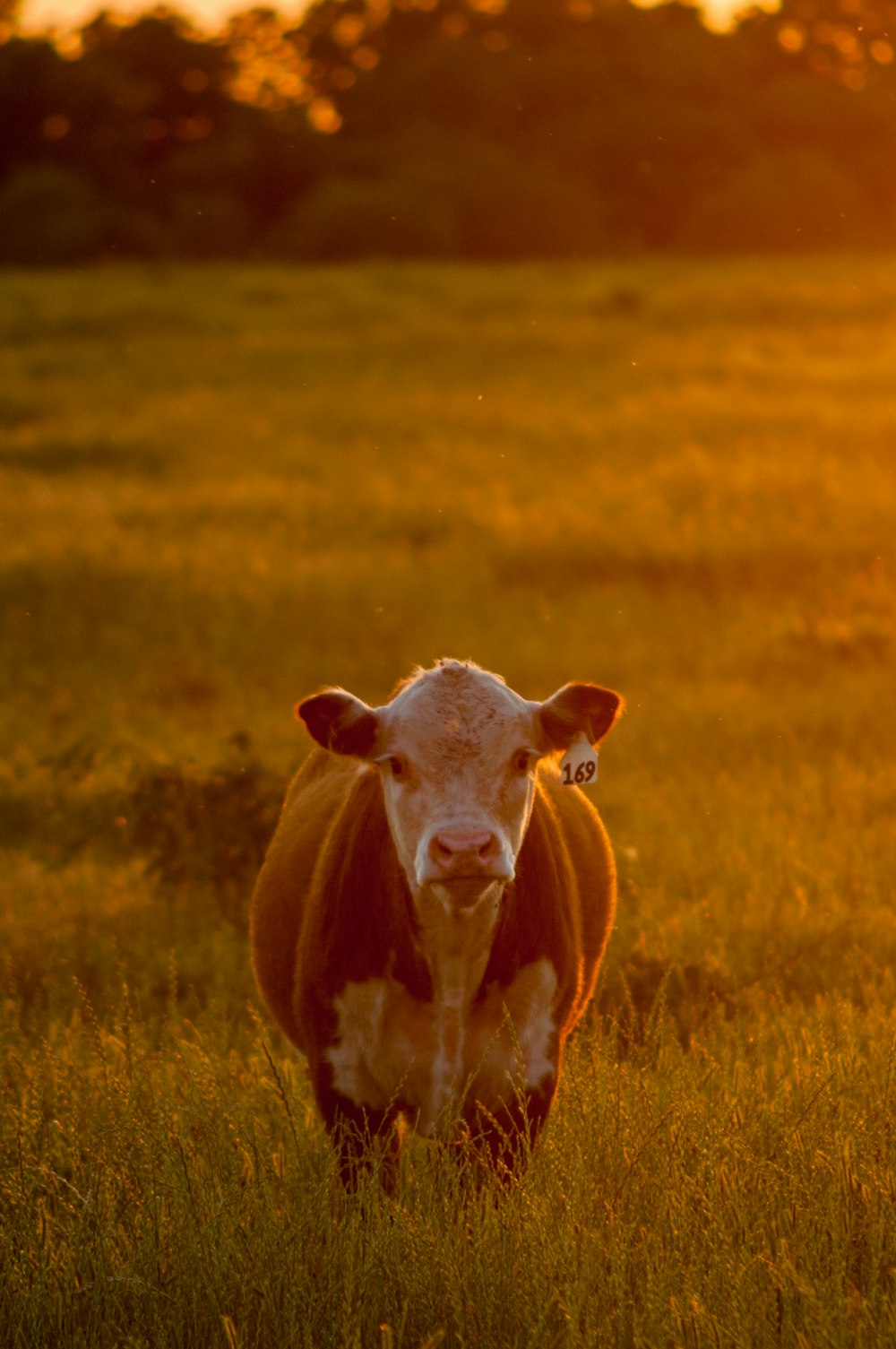 Braune Kuh auf braunem Grasfeld tagsüber