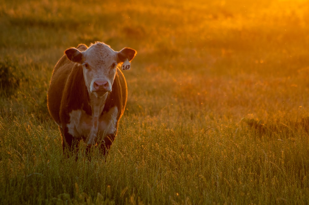 brown and white cow on green grass field