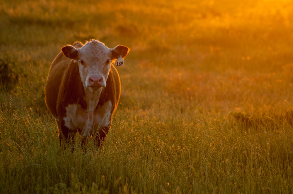 Vaca marrom e branca no campo de grama verde