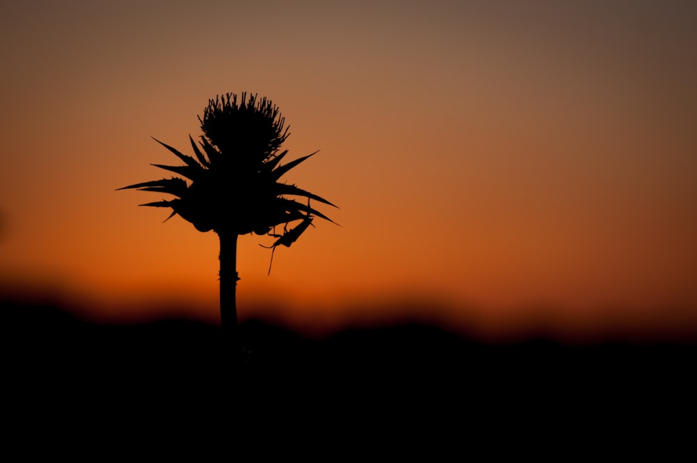 a silhouette of a plant against a sunset