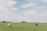 In a vast grassy field, two people carry colorful parachutes while another person is seen skydiving with a green parachute high in the sky. The background features scattered trees and a blue sky with fluffy white clouds.