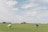 In a vast grassy field, two people carry colorful parachutes while another person is seen skydiving with a green parachute high in the sky. The background features scattered trees and a blue sky with fluffy white clouds.