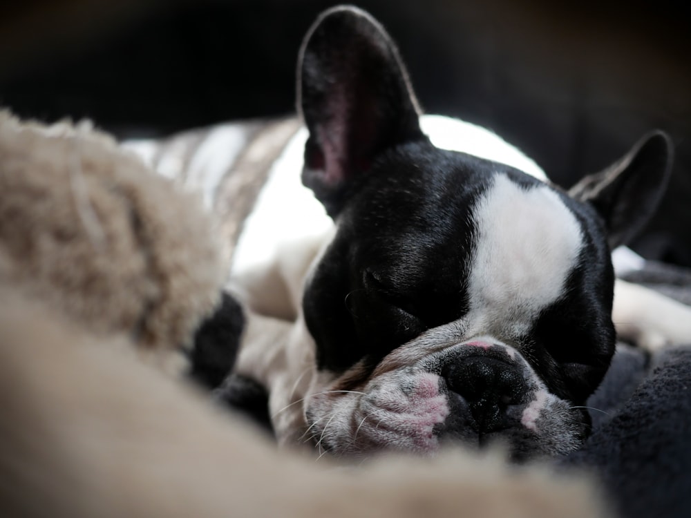 macro shot of black and white puppy