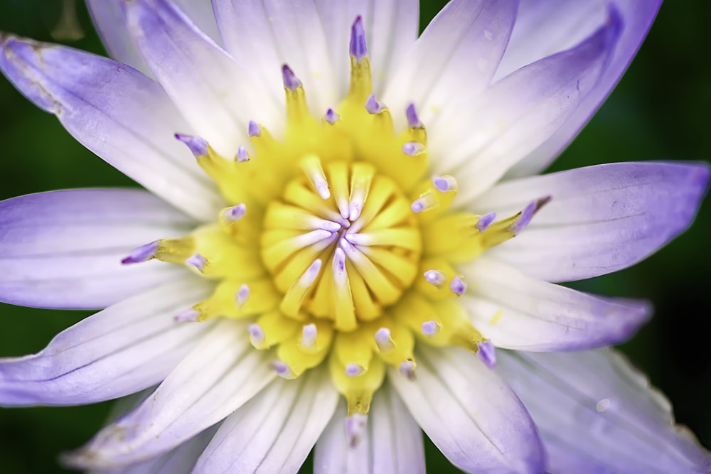 macro photo of pink petaled flower