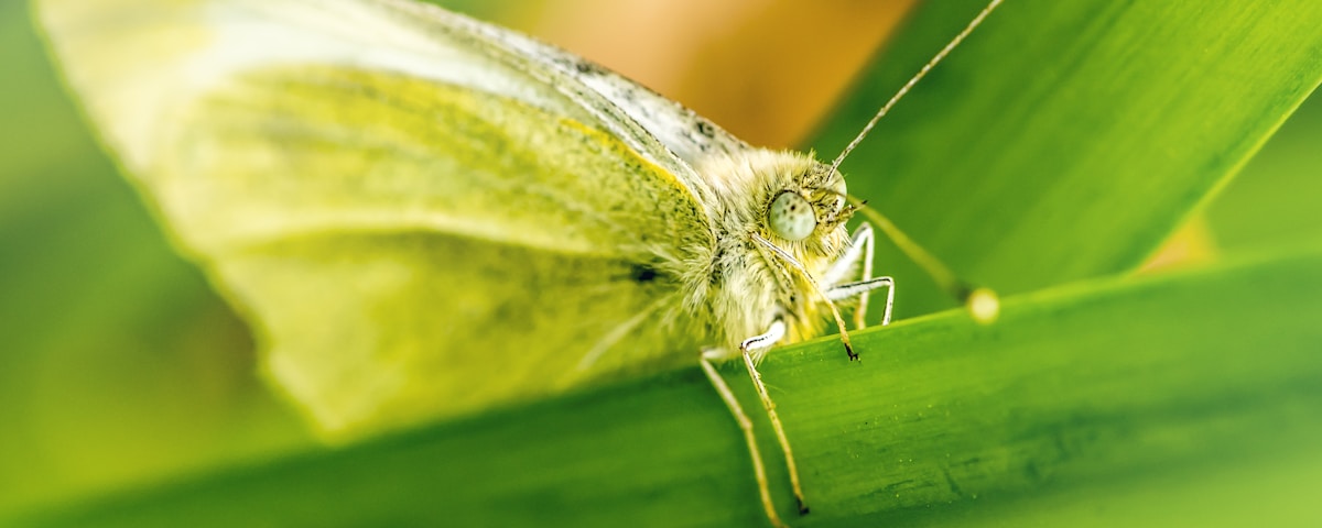 brown butterfly perch on green plant