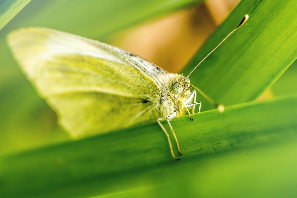 brown butterfly perch on green plant