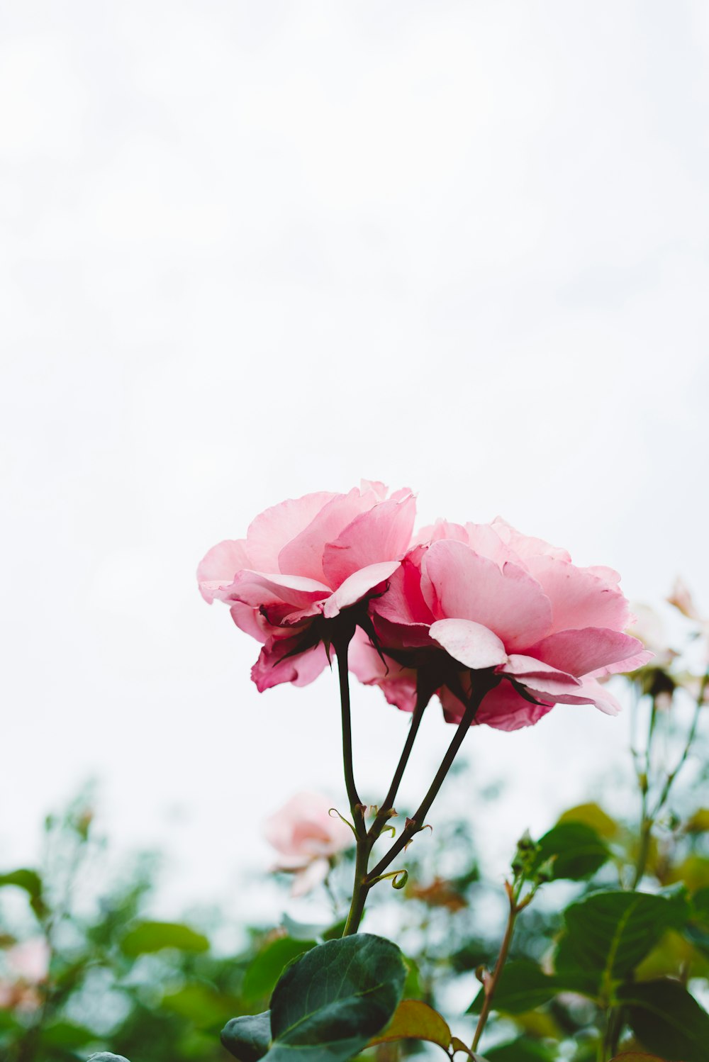 Fotografía de enfoque selectivo flores rosas