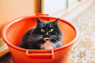 tuxedo cat inside bucket