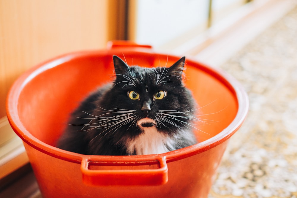 tuxedo cat inside bucket