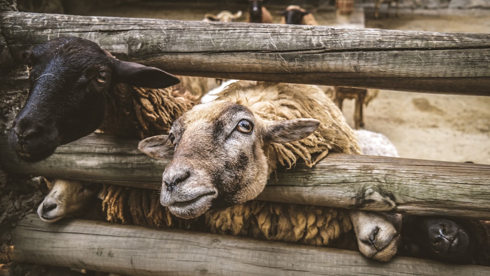 two brown and black goats in fence