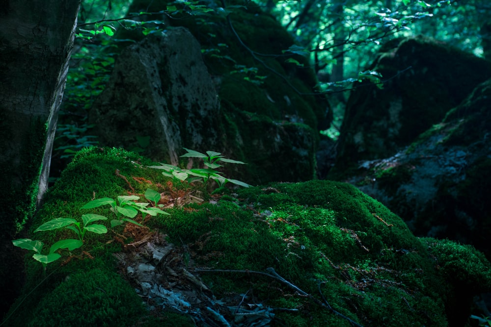 green grass filed surrounded by rocks