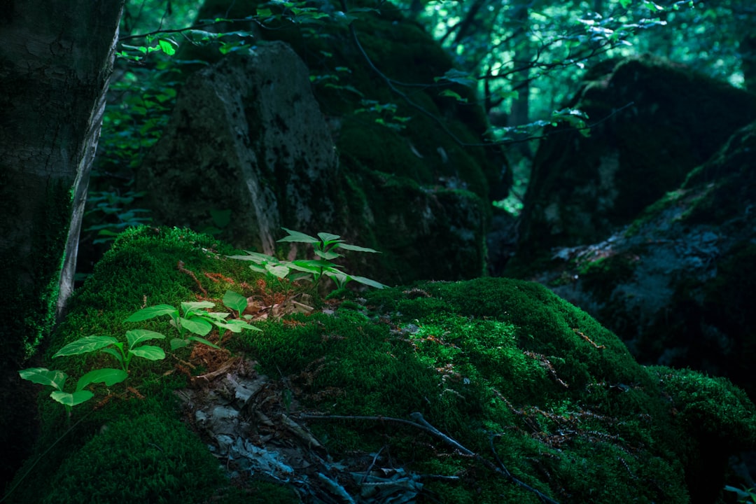 travelers stories about Old-growth forest in Golestan Province, Iran