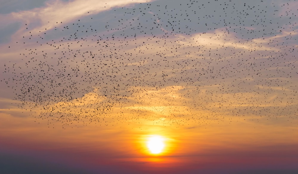 flock of flying birds during golden hour