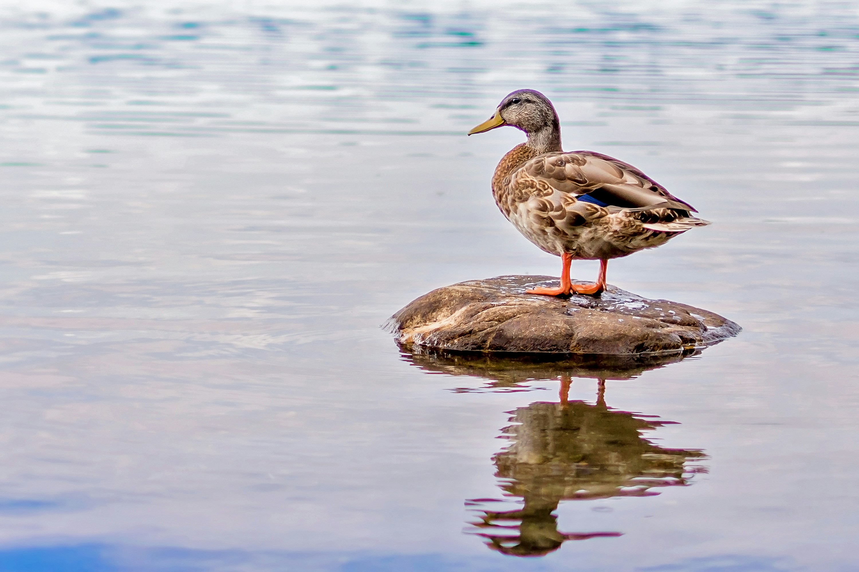 قصة البطة المغرورة