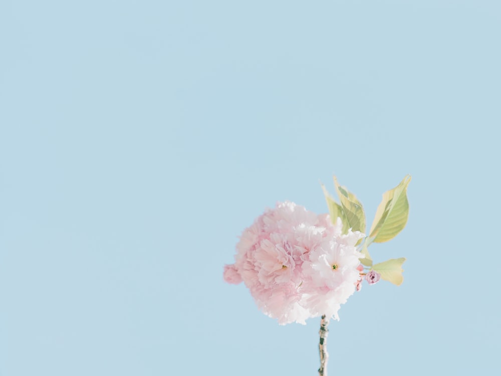 Fotografia a fuoco selettiva di un fiore dai petali rosa