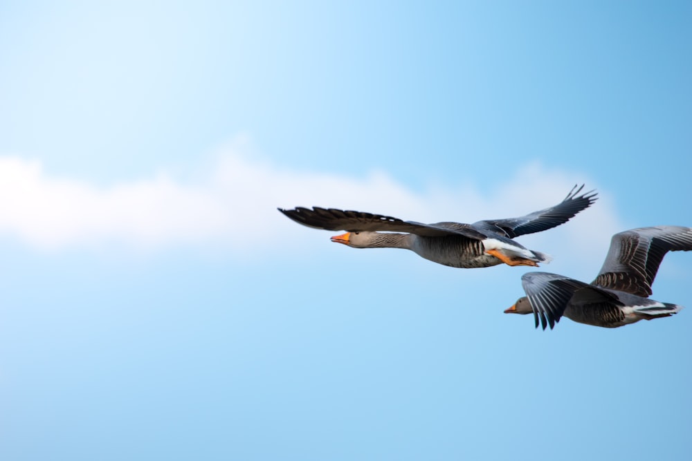 Flug zweier Vögel