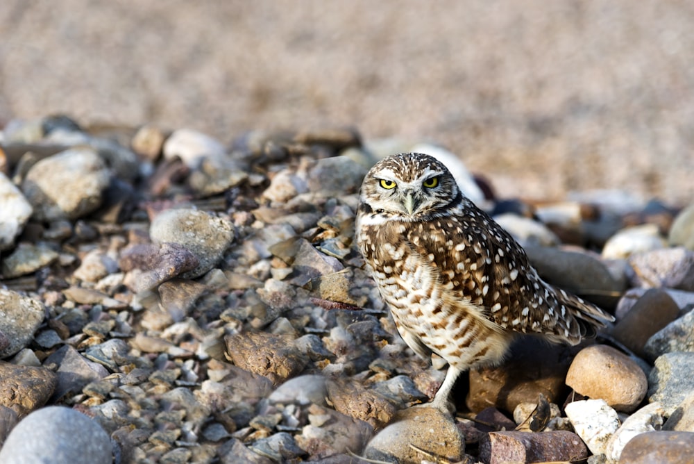 brown owl perched on rocks during daytime