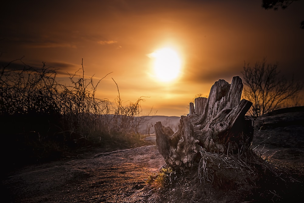 bare tree in desert