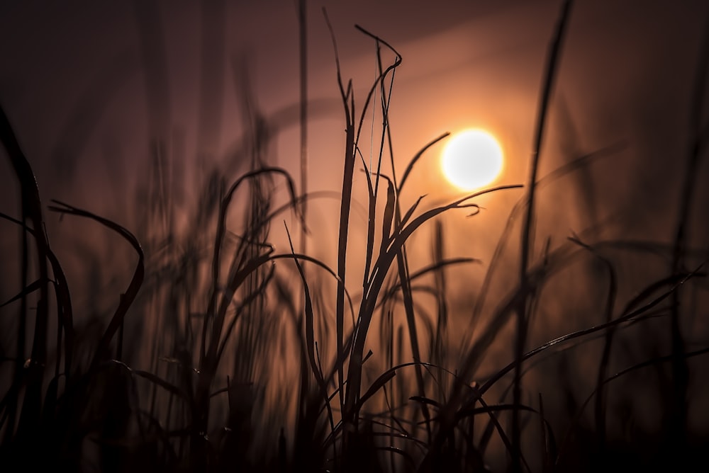 selective focus photo of brown grass during golden hour
