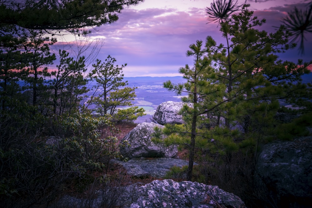 alberi accanto allo specchio d'acqua