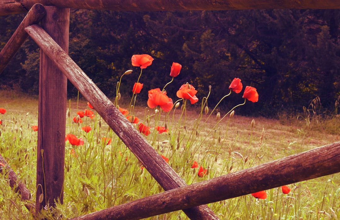 orange poppy flower field