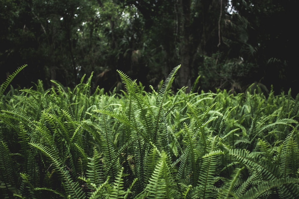 Boston fern plant