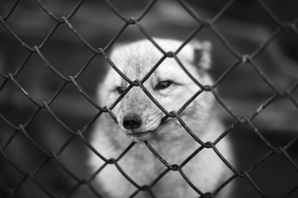 dog facing gray metal chain link fence